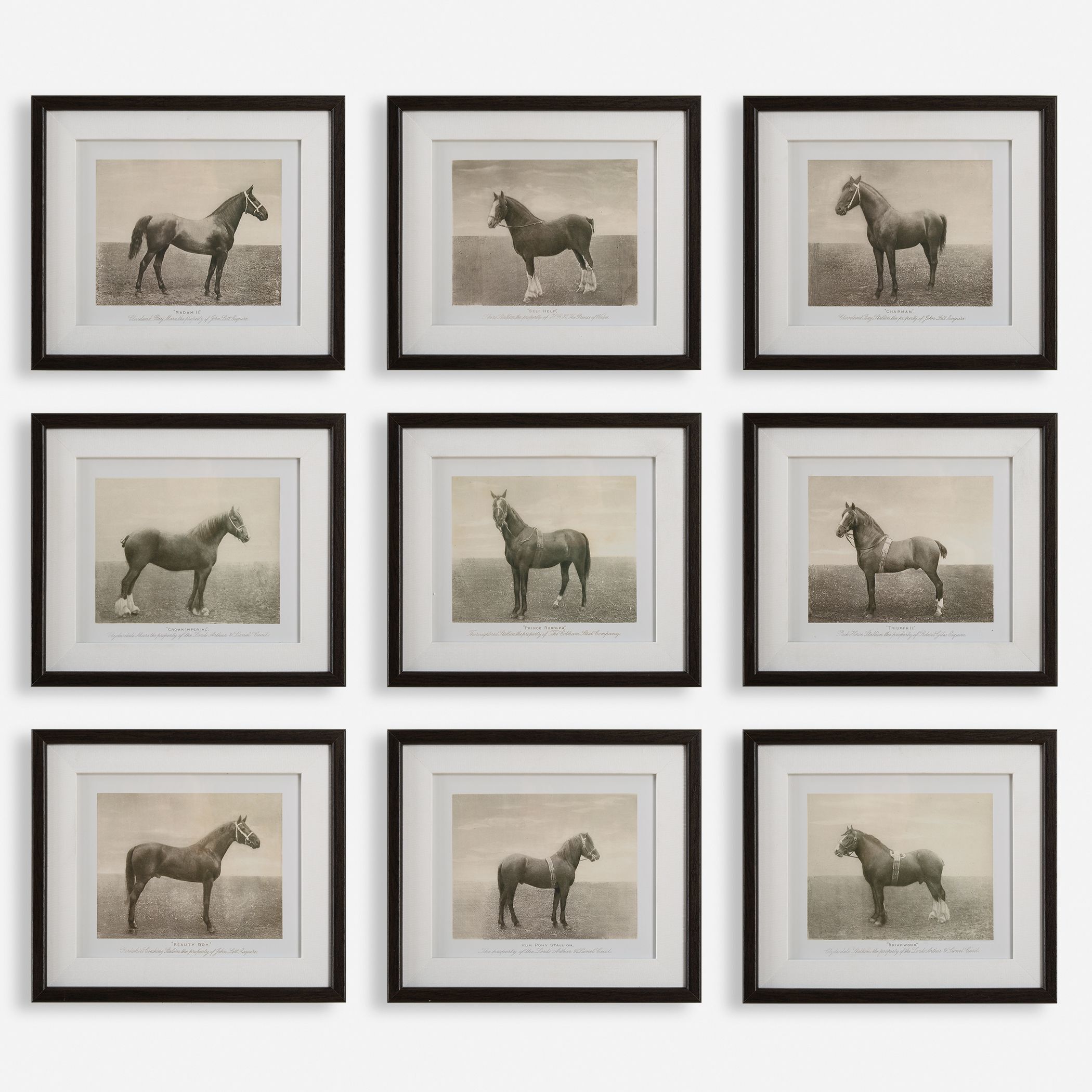 Equine Dynasty 15.88 X 13.88 inch Framed Prints, Set of 9