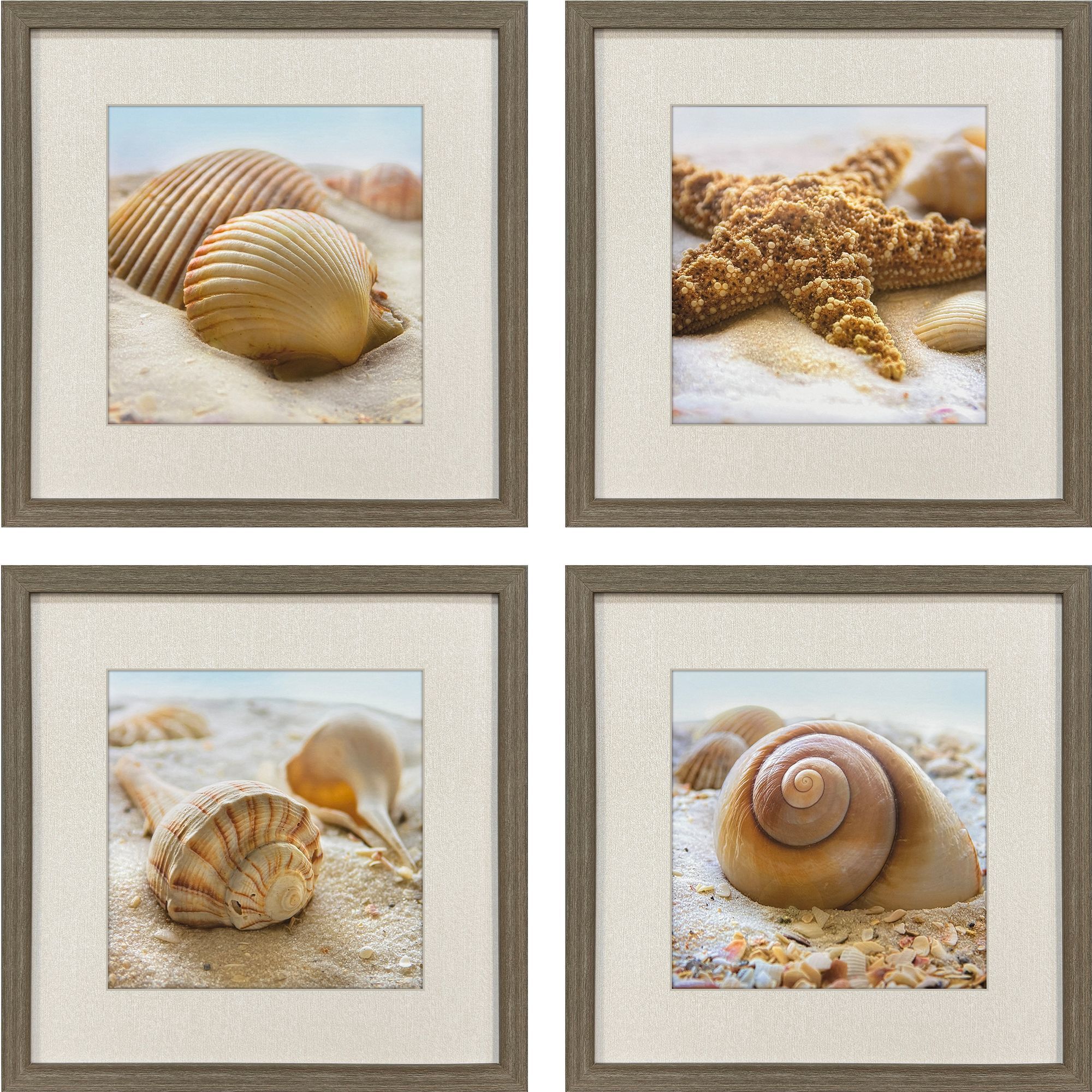 Beachy Shells Brown and Beige and Blue and Neutral Framed Art